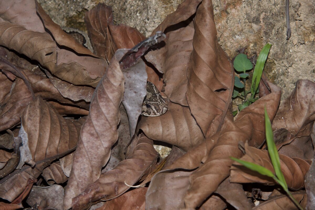 Russel's Viper in the leaf litter