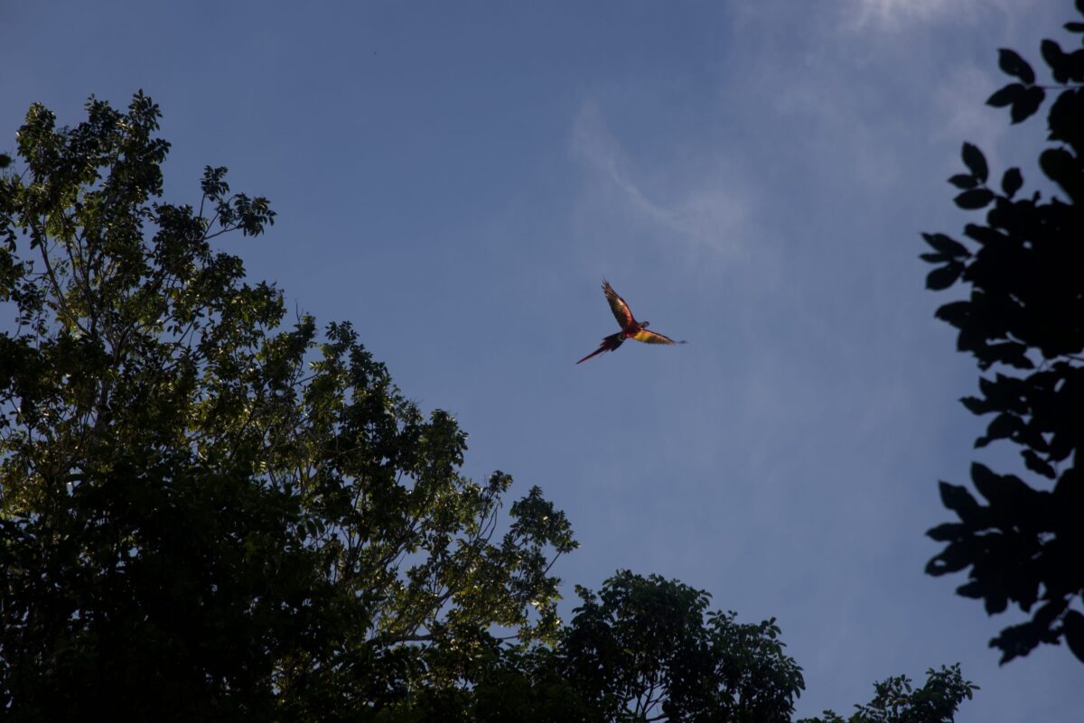 Macaw photo taken by Harrison Carter
