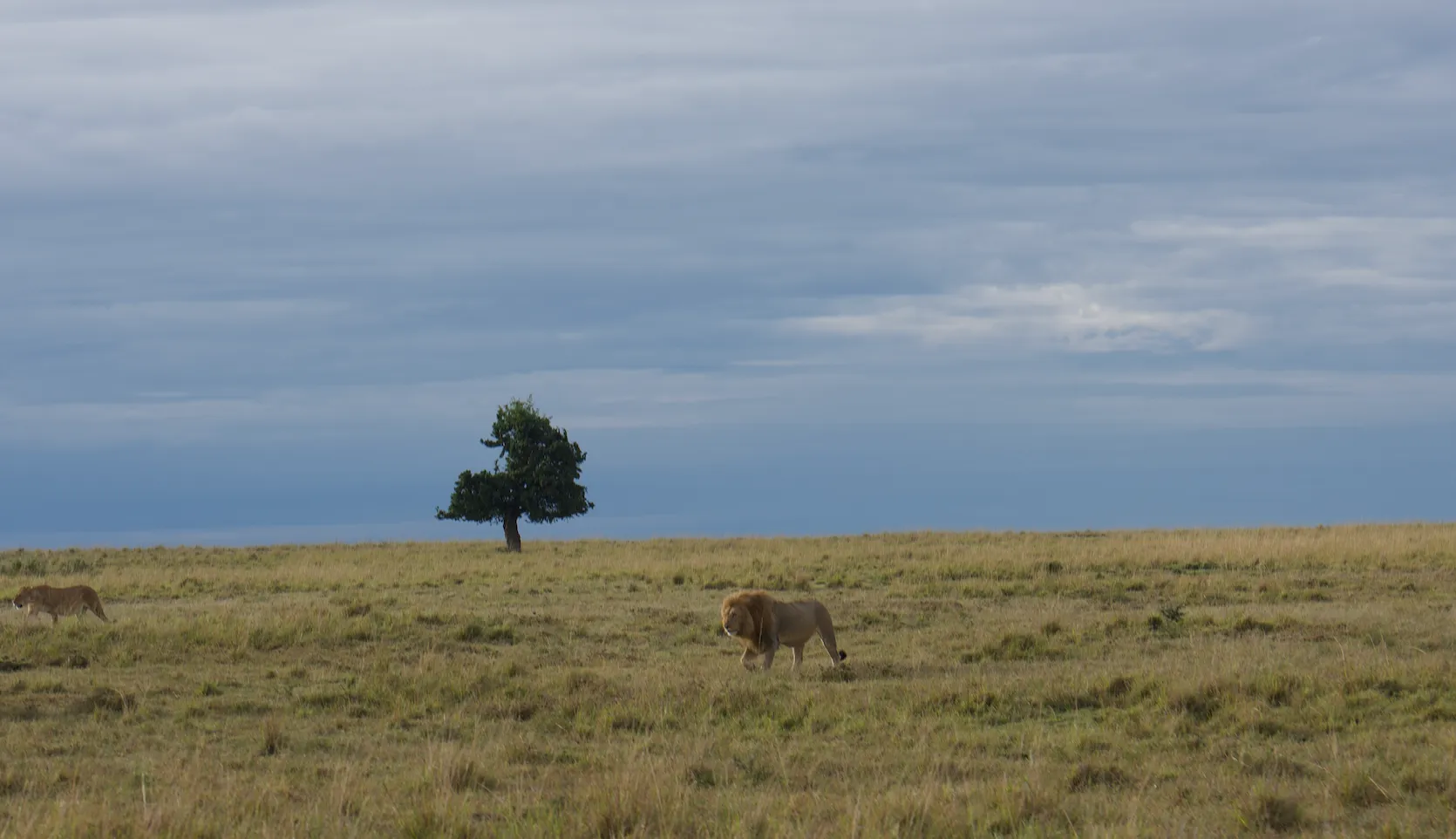 Photo of a lion taken by Harrison Carter